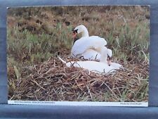 Nesting swans braunton for sale  MAIDSTONE