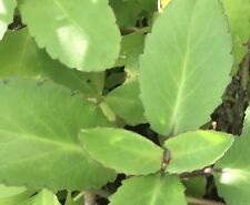 Raro Kalanchoe pinnata Miracle Hoja Plantas Bryophyllum pinnatum 5" planta de aire segunda mano  Embacar hacia Spain