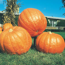 Big max pumpkin for sale  Tarpon Springs