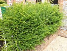 Taxus baccata yew for sale  SOUTHAMPTON