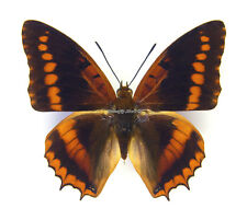 Unmounted Butterfly/Nymphalidae - Charaxes lucretius intermedius, male, A-, używany na sprzedaż  PL