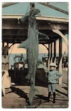 Hammer head shark. for sale  Staten Island