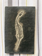 Keichousaurus fossil juvenile for sale  Clarksburg