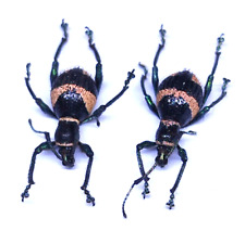 insect - CURCULIONIDAE Calidiopsis speciosa - Philippines - Pair A1 rare...!, used for sale  Shipping to South Africa