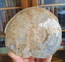 Ammonite haugia variabilis d'occasion  Cournon-d'Auvergne