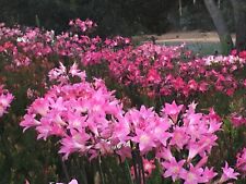 amaryllis belladonna plants for sale  USA