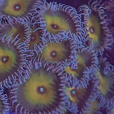 Coral small colony for sale  STOCKPORT