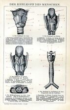 Anatomy the larynx d'occasion  Saint-Cyprien