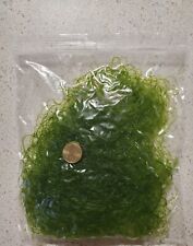 Chaetomorpha algae recifal for sale  Shipping to Ireland