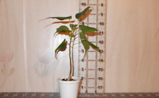 Ficus religiosa plant for sale  Largo