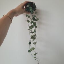 Used, String of Hearts | Ceropegia Woodii | House Plants | Trailing Plants for sale  Shipping to South Africa