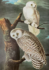 Snowy owl birds for sale  Sahuarita