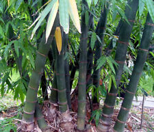 100 giant bamboo for sale  Huntington Beach