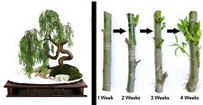Dragon bonsai cutting for sale  Lehi