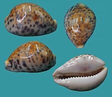 Cypraea tigris madagascar usato  Italia