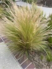 Mexican feather grass for sale  Placentia