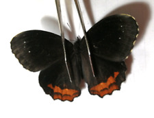 Satyrinae gyrocheilus patrobas d'occasion  Expédié en Belgium