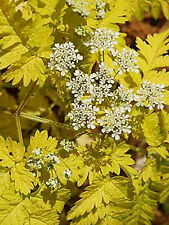 Cow parsley golden for sale  GREENOCK