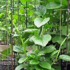 Malabar spinach bangladeshi for sale  LONDON