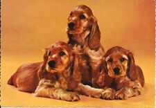 Spaniels posted postcard for sale  BRISTOL