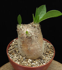 Pachypodium eburneum,Caudex,Euphorbia,Succulent Plants for sale  Shipping to South Africa