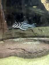 zebra pleco for sale  NUNEATON