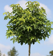 Hochstamm kugel amberbaum gebraucht kaufen  Bad Zwischenahn