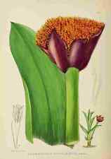 A4 Photo Lansdell KA 1921 Haemanthus Natalensis Print Poster for sale  Shipping to South Africa