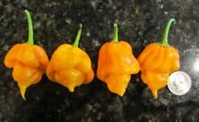 Trinidad moruga scorpion for sale  Shipping to Ireland