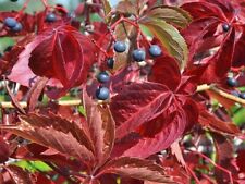 Virginia creeper five for sale  Shipping to Ireland