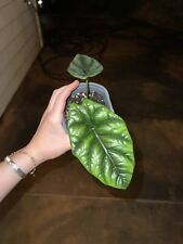 Alocasia sinuata quilted for sale  Opelika