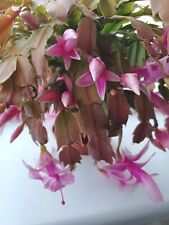 Pink christmas cactus for sale  WAKEFIELD