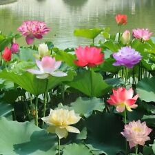 lotus water lilies plants for sale  Carrollton