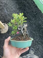 Pyracantha firethorn bonsai for sale  Wallkill