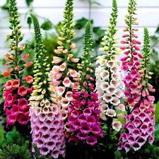 Digitalis purpurea foxy for sale  NEWPORT