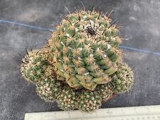 Coryphantha pallida habitat for sale  CHORLEY