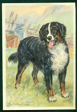 Swiss mountain dog for sale  GAINSBOROUGH