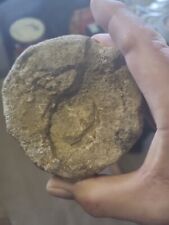 Old rock fossil for sale  STOWMARKET