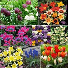 Gardens flowers freesia for sale  MELTON MOWBRAY