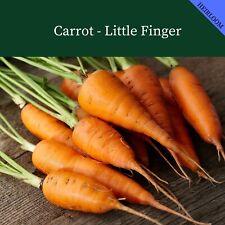 Miniature carrot little for sale  SALISBURY