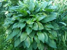 Hosta eyes live for sale  Chester