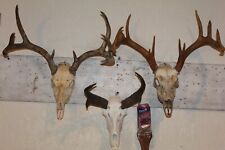 Whitetail deer antelope for sale  Brandon