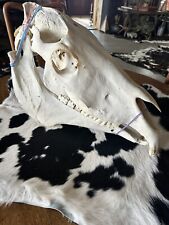Large horse skull for sale  Portland