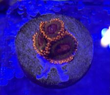 Speckled krack zoa for sale  BIRMINGHAM