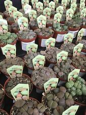 Lithops plants mixed for sale  LOWESTOFT