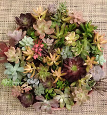 Succulent cuttings different for sale  Saratoga