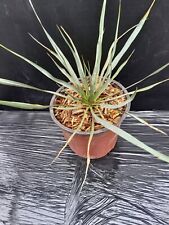 Yucca filamentosa rostrata d'occasion  Basse-Goulaine