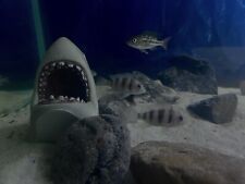 Burundi frontosa cichlid for sale  Shipping to Ireland