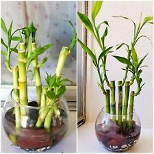 Lucky bamboo stalks for sale  Houston