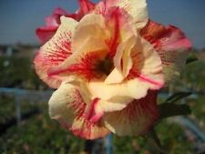 5 semi di Adenium obesum "Luang Lai" Rosa del deserto usato  Trappeto